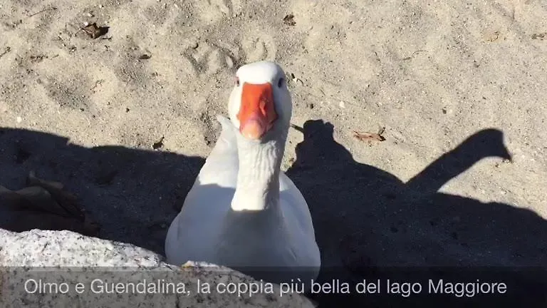 Appartamento Piccolo Porto Di Cerro Laveno-Mombello Italië